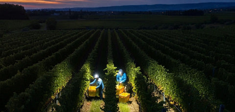 Nighttime grape harvest in vineyard with workers using headlamps and yellow bins